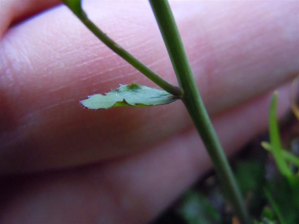 Crucifera da determinare